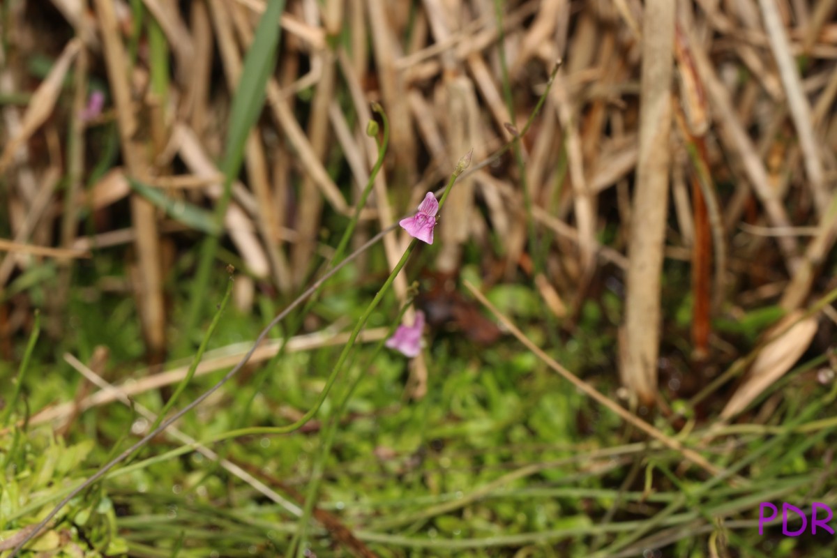 Utricularia graminifolia Vahl